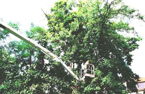 We provide tree reports for all types of trees, even without the use of cranes.