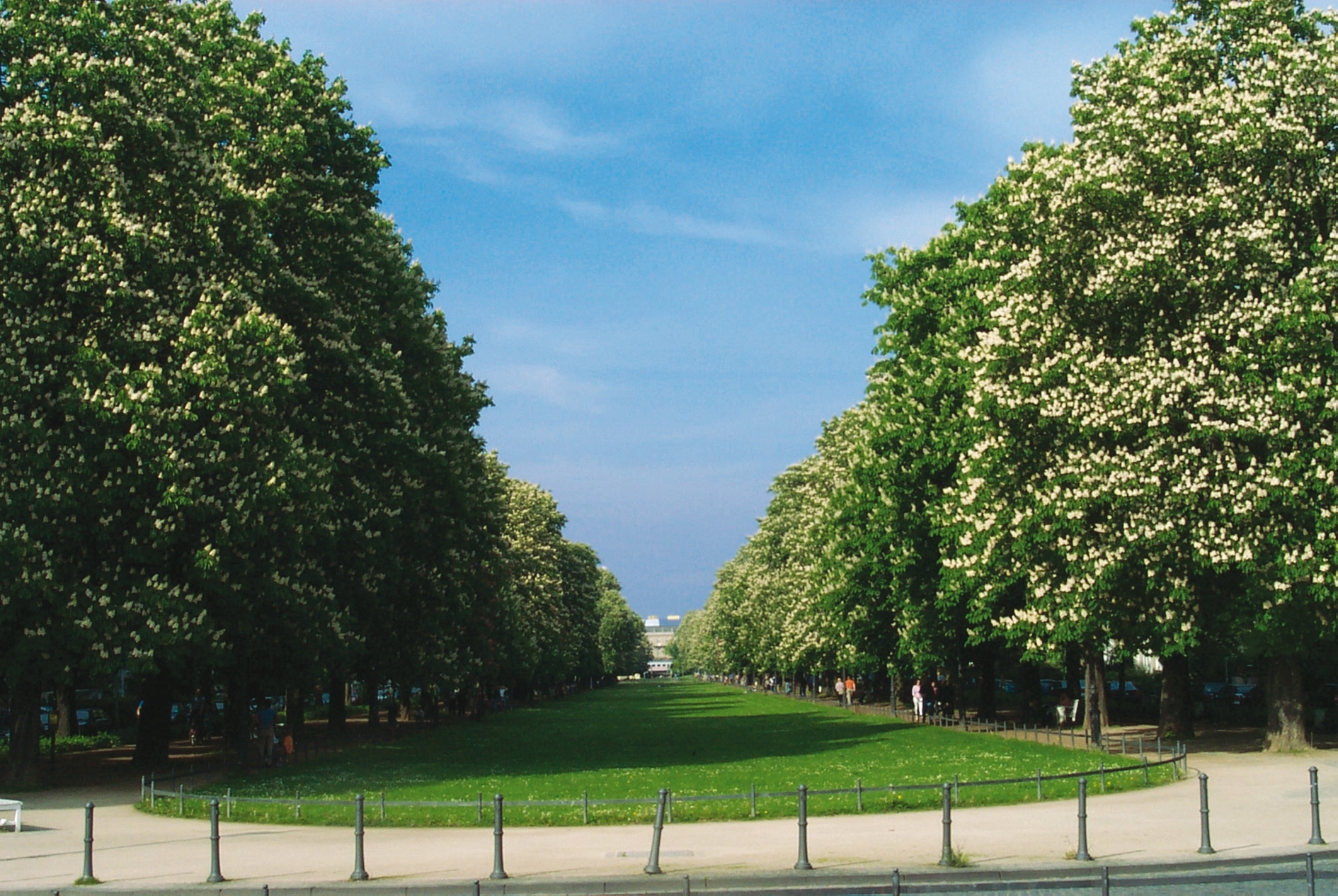 Tree care Cologne