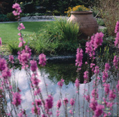 Garden ponds with plants and riparian zones are our specialty.