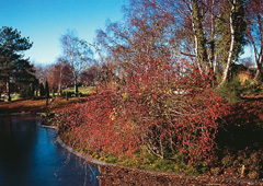 Landscaping Cologne