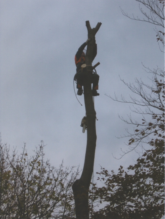 tree felling