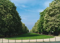 Cura degli alberi Colonia