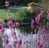 Stagni da giardino - Laghetti da giardino con piante e zone ripariali sono la nostra specialità.