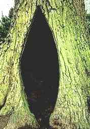 Rapporto sull'albero - Prepariamo report sugli alberi per tutti i tipi di alberi.
