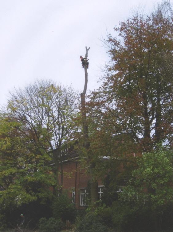 het kappen van bomen